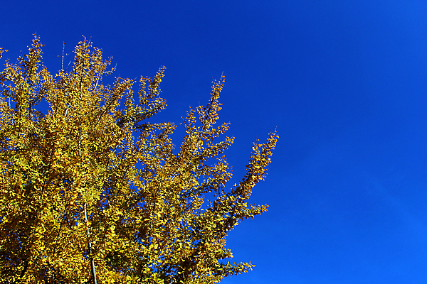 포토 JPG 해외이미지 나무 식물 계절 공원 백그라운드 잎 자연 하늘 사람없음 파란색 노란색 일본 맑음 가을 나뭇가지 황금 숲 내추럴 해외202008 해외포토 공공시설 아시아 컬러 날씨 생태계 파일형식