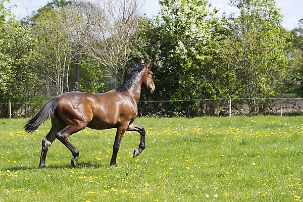 포토 JPG 해외이미지 동물 꽃 야생동물 밭 모션 자연 하늘 풍경 초원 사람없음 야외 초록색 파란색 달리기 갈색 맑음 점프 힘 봄 목장 자유 시골 시간 승마 군중 속도 갈기 지휘 바둑 해외202008 해외포토 식물 계절 스포츠 컬러 컨셉 농업 놀이 날씨 사람 생태계 파일형식