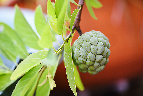 포토 JPG 해외이미지 나무 식물 음식 백그라운드 잎 농업 다이어트 과일 가족 태국 자연 건강 동양인 사람없음 초록색 농장 정원 성장 흰색 나뭇가지 신선 원형 화려 달콤 사과 설탕 먹기 유기농 섬유 숙성 이국적 채식주의자 커스터드 솔깃 맛있는 해외202008 해외포토 도형 웰빙 산업 아시아 컬러 컨셉 관계 모션 인종 직물 맛 크림 생태계 채식 파일형식