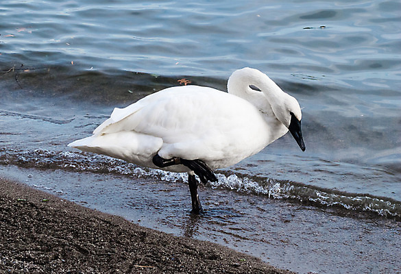 포토 JPG 해외이미지 동물 1 응시 호수 야생동물 모래 날개 자연 조류 서기 사람없음 야외 물 강 걷기 환경 추위 흰색 연못 황무지 큼 깃털 검색 싱글 백조 목 물새 계산서 내추럴 단아함 동물상 양발 해외202008 해외포토 자연요소 시선 컬러 모션 신체부위 조형물 크기 생태계 파일형식