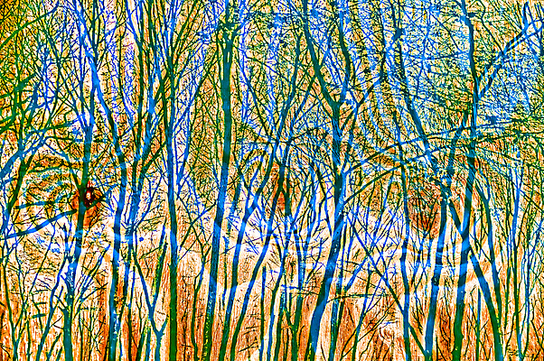 포토 JPG 해외이미지 나무 공원 벽 백그라운드 겨울 패턴 일러스트 표면 지붕 추상 수채화 새로움 바닥 풍경 사람없음 목재 가로 파란색 울타리 갈색 환경 시골 소나무 판넬 플랫 닫기 널 숲 낟알 천 환경보전 질감 삼림지대 수목 합판 해외202008 해외포토 식물 계절 공공시설 컬러 컨셉 무늬 재료 모션 담장 직물 사회이슈 파일형식