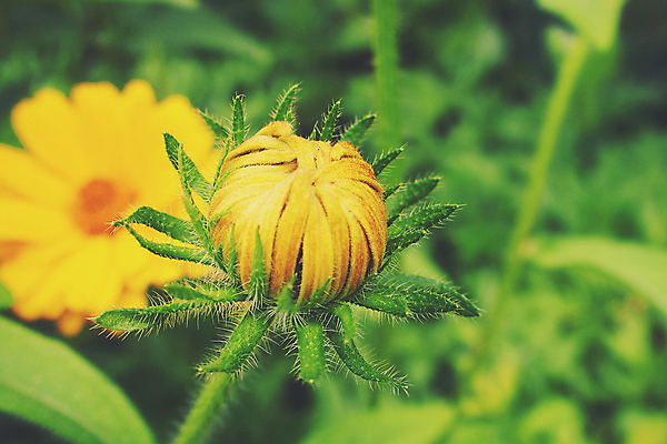 포토 JPG 해외이미지 주간 식물 계절 꽃잎 꽃 백그라운드 꽃무늬 오렌지 자연 따뜻함 사람없음 야외 초록색 여름 컬러풀 노란색 환경 정원 봄 성장 벚꽃 데이지 내추럴 해외202008 해외포토 자연요소 컬러 무늬 과일 생태계 파일형식