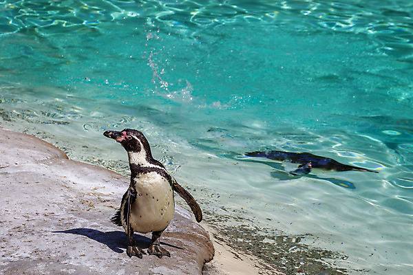 포토 JPG 해외이미지 동물 척추동물 야생동물 바다 포유류 자연 조류 동물원 3 서기 사람없음 야외 옆모습 물 걷기 검은색 흰색 행운 펭귄 멸종 이국적 페루 해외202008 해외포토 자연요소 뷰포인트 컬러 컨셉 모션 남아메리카 생태계 파일형식