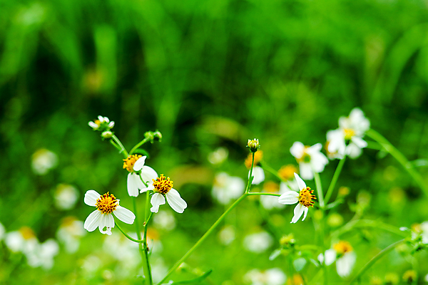 포토 JPG 해외이미지 식물 구름 계절 꽃 백그라운드 잎 꽃무늬 밭 자연 하늘 건조 풍경 잔디 초원 사람없음 야외 초록색 여름 파란색 빛 컬러풀 햇빛 태양 노란색 환경 정원 맑음 봄 손상 벚꽃 가을 흰색 시골 신선 질감 데이지 장면 내추럴 캐모마일 해외202008 해외포토 자연요소 컬러 컨셉 무늬 농업 날씨 허브 생태계 파일형식