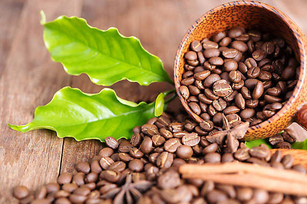 포토 JPG 해외이미지 커피 음료 음식 백그라운드 컨셉 잎 재료 탁자 아침 휴식 콩 바닥 손바닥 씨앗 사람없음 목재 컵 초록색 빛 갈색 검은색 에너지 수확 시골 신선 아침식사 굽기 허브 아로마 코코넛 에스프레소 수공예 내추럴 단절 순간 시나몬 아라비카 양조 카페인 해외202008 해외포토 주간 나무 식물 식기 손 컬러 가구 농업 과일 곡류 식사 공예 구이 파일형식