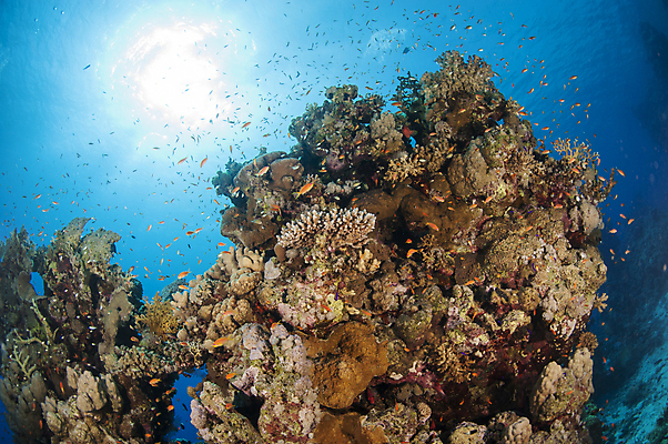 포토 JPG 해외이미지 야생동물 바다 여행 오렌지 자연 이집트 어류 풍경 사람없음 빨간색 물 파란색 컬러풀 햇빛 태양 수중 산호 다이빙 암초 깊이 해외202008 해외포토 자연요소 동물 컬러 과일 아프리카 수영 수중동물 자포동물 생태계 수중스포츠 파일형식