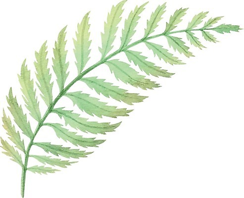 EPS 해외이미지 식물 손 디자인 결혼 백그라운드 잎 꽃무늬 일러스트 자연 수채화 미술 장식 초록색 물 여름 정원 봄 수확 흰색 신용카드 그리기 개화 오브젝트 그림 복고 고립 양치류 해외202008 해외일러스트 자연요소 계절 꽃 컬러 무늬 농업 모션 문화예술 이벤트 신체부위 금융 생태계 파일형식 벡터