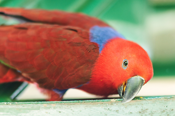 포토 JPG 해외이미지 동물 조류 동물원 사람없음 앵무새 해외202008 해외포토 파일형식