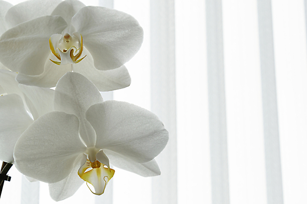 포토 JPG 해외이미지 식물 기념일 꽃잎 꽃 줄기 꽃다발 백그라운드 꽃무늬 자연 선물 사람없음 장식 세로 초록색 노란색 검은색 봄 줄무늬 낭만 벚꽃 흰색 나뭇가지 신선 난초 황금 우아함 심플 호접란 고립 이국적 해외202008 해외포토 나무 계절 컬러 컨셉 무늬 이벤트 생태계 파일형식