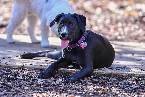 포토 JPG 해외이미지 가족 놀이 실험 사람없음 농장 개 리트리버 강아지 래브라도리트리버 혀 사냥개 언니 기르기 남동생 해외202008 해외포토 농업 포유류 관계 반려동물 입 자매 동생 돌봄 파일형식