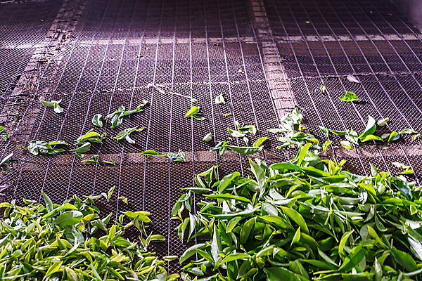 포토 JPG 해외이미지 식물 산업 음료 음식 여행 백그라운드 잎 농업 재료 공장 자연 건조 건강 사람없음 초록색 빛 농작물 농장 검은색 중국 수확 신선 오픈 끝 그릴 아침식사 제조 자르기 허브 상쾌 유기농 망사 내추럴 방법 스리랑카 해외202008 해외포토 웰빙 감정 아시아 컬러 공업 모션 주방용품 식사 직물 생태계 파일형식