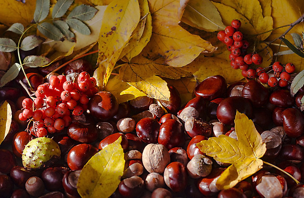 포토 JPG 해외이미지 나무 계절 열매 백그라운드 단풍 잎 자연 종류 사람없음 빨간색 갈색 노란색 환경 견과류 가을 밤 9월 11월 유기농 도토리 10월 내추럴 숙성 플라타너스 카피스페이스 해외202008 해외포토 식물 웰빙 컬러 공백 날짜 생태계 파일형식