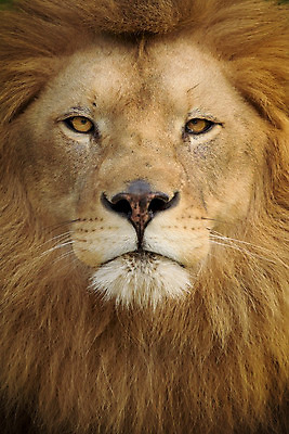 포토 JPG 해외이미지 동물 응시 남자 야생동물 여행 포유류 아프리카 자연 털 성인 사람없음 야외 옆모습 고양이 힘 사막 입 황무지 위험 사자 큼 왕 사파리 사냥 육식동물 갈기 사냥꾼 사자자리 남쪽 내추럴 남아프리카 마사이족 웅장함 전국 힘찬 해외202008 해외포토 직업 시선 나라 뷰포인트 컨셉 사람 신체부위 반려동물 별자리 크기 방향 생태계 파일형식