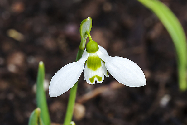 포토 JPG 해외이미지 꽃잎 꽃 잎 사람없음 아웃포커스 개화 스노드롭 해외202008 해외포토 식물 촬영기법 파일형식