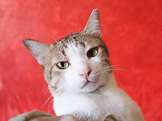 포토 JPG 해외이미지 동물 응시 여자 남자 행복 얼굴 백그라운드 포유류 태국 자연 휴식 수염 털 앉기 사람없음 빨간색 반려동물 머리 평화 고양이 흰색 표현 호랑이 우아함 작음 꼬리 귀 얼룩무늬 솜털 라일락 기르기 유래 안락 해외202008 해외포토 시선 꽃 감정 아시아 컬러 컨셉 무늬 모션 사람 신체부위 크기 생태계 돌봄 파일형식