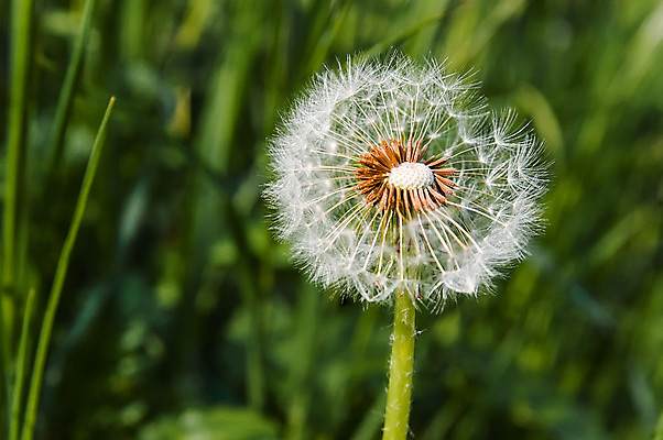 포토 JPG 해외이미지 식물 계절 꽃 꽃무늬 공 자연 초원 사람없음 야외 초록색 빛 맑음 검은색 자유 작음 솜털 엘리먼트 해외202008 해외포토 컬러 컨셉 무늬 날씨 크기 생태계 파일형식