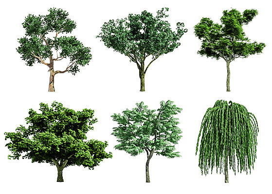 포토 JPG 해외이미지 나무 식물 1 계절 줄기 백그라운드 낙엽 잎 자연 추상 사람없음 야외 초록색 환경 봄 성장 흰색 나뭇가지 고독 숲 큼 그늘 열대우림 자르기 오브젝트 싱글 에코 유기농 내추럴 고립 생태학 엘리먼트 옛날 해외202008 해외포토 웰빙 교육 감정 컬러 무늬 모션 크기 생태계 파일형식