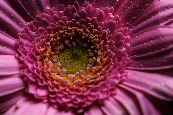 포토 JPG 해외이미지 식물 계절 꽃잎 꽃 줄기 분홍색 자연 검은배경 추상 사람없음 컬러풀 정원 사진촬영 활발 그림 향기 거베라 내추럴 완벽 취급주의 카피스페이스 해외202008 해외포토 컬러 백그라운드 컨셉 무늬 경고 검은색 촬영 공백 생태계 냄새 파일형식