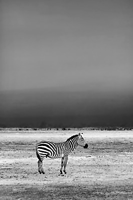 포토 JPG 해외이미지 동물 계절 공원 야생동물 여행 밭 포유류 아프리카 자연 하늘 휴가 흑백 풍경 사람없음 야외 여름 환경 봄 줄무늬 가을 게임 황무지 보호 방목 땅 사파리 장면 얼룩말 케냐 서식지 남쪽 사바나 전국 찰과상 해외202008 해외포토 공공시설 나라 컨셉 무늬 농업 놀이 촬영기법 말_동물 축산업 상처 방향 생태계 파일형식