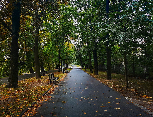 포토 JPG 해외이미지 나무 공원 유럽 도로 길 백그라운드 잎 벤치 자연 풍경 사람없음 야외 목재 옆모습 초록색 환경 정원 산책 산책로 가을 도시 숲 오솔길 광택 폴란드 내추럴 브로츠와프 해외202008 해외포토 식물 계절 공공시설 나라 뷰포인트 컬러 의자 재료 교통시설 휴식 생태계 파일형식