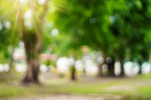 포토 JPG 해외이미지 나무 식물 디자인 계절 공원 도로 지구 여행 백그라운드 컨셉 잎 밭 자연 벽지 하늘 추상 휴식 거리 사람 풍경 초원 사람없음 야외 초록색 여름 빛 컬러풀 햇빛 태양 우주 환경 정원 산책 가을 도시 소프트포커스 숲 질감 보케 내추럴 블러 해외202008 해외포토 자연요소 공공시설 길 컬러 무늬 농업 교통시설 촬영기법 생태계 파일형식