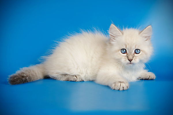 포토 JPG 해외이미지 한마리 사람없음 파란색 반려동물 고양이 해외202008 네바마스커레이드 해외포토 동물 1 컬러 포유류 파일형식