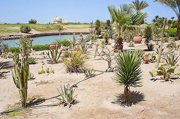 포토 JPG 해외이미지 나무 식물 모래 하늘 선인장 건조 사람없음 물 파란색 강 모래사장 정원 성장 원예 해외202008 해외포토 자연요소 바다 컬러 취미 파일형식