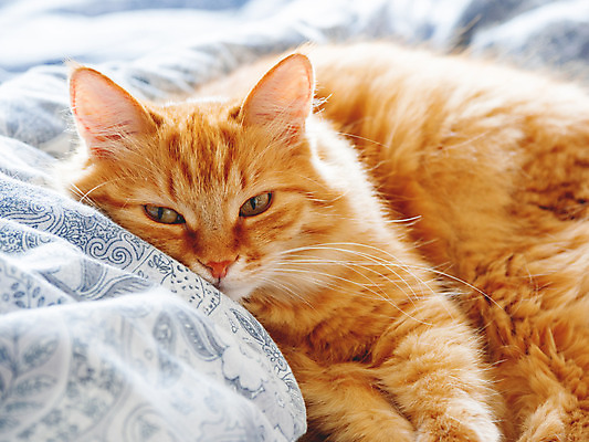 포토 JPG 해외이미지 한마리 휴식 실내 사람없음 반려동물 햇빛 고양이 이불 침대 낮잠 시트 반려묘 해외202008 해외포토 동물 1 가구 컨셉 포유류 침구 내부 태양 잠 파일형식