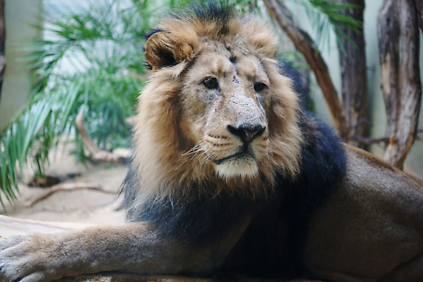 포토 JPG 주간 나무 식물 동물 한마리 모래 외국문화 포유류 휴식 나뭇잎 사람없음 야외 가로 흙 사자 맹수 갈기 국내포토 자연요소 1 문화 컨셉 잎 파일형식