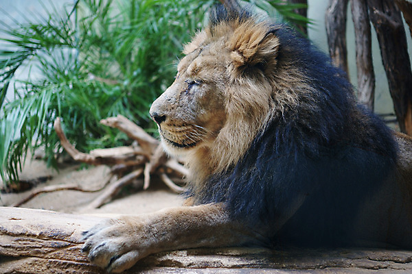 포토 JPG 주간 나무 식물 동물 한마리 모래 외국문화 포유류 휴식 사람없음 야외 가로 흙 나뭇가지 사자 맹수 갈기 국내포토 자연요소 1 문화 컨셉 파일형식