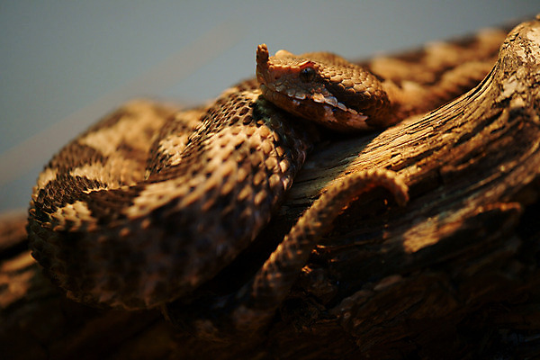 포토 JPG 나무 동물 한마리 외국문화 무늬 파충류 근접촬영 사람없음 가로 뱀 또아리 국내포토 식물 1 문화 뷰포인트 파일형식