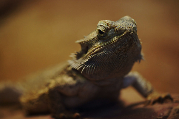 포토 JPG 동물 한마리 외국문화 파충류 사람없음 가로 도마뱀 국내포토 1 문화 파일형식