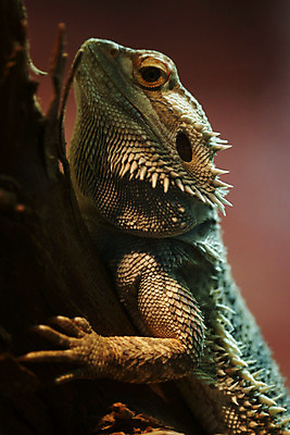 포토 JPG 나무 식물 동물 한마리 외국문화 파충류 매달리기 사람없음 세로 도마뱀 국내포토 1 문화 모션 파일형식