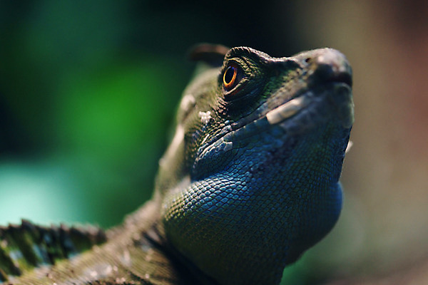 포토 JPG 동물 한마리 외국문화 파충류 사람없음 가로 도마뱀 비늘 국내포토 1 문화 파일형식