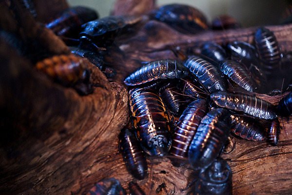 포토 JPG 나무 동물 외국문화 곤충 여러마리 사람없음 가로 벌레 바퀴벌레 국내포토 식물 문화 다수 파일형식