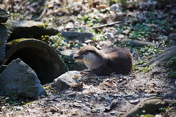포토 JPG 주간 동물 한마리 해외풍경 해외 유럽 외국문화 포유류 휴식 독일 동물원 사람없음 야외 가로 관광지 세계 돌_바위 숲 비스바덴 수달 자연동물원 파사네리 국내포토 자연요소 1 나라 문화 여행 컨셉 풍경 파일형식