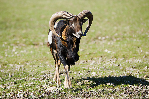 포토 JPG 주간 동물 한마리 해외풍경 해외 유럽 외국문화 포유류 뿔 독일 동물원 잔디 초원 사람없음 야외 가로 관광지 세계 산양 비스바덴 자연동물원 파사네리 국내포토 자연요소 식물 1 나라 문화 여행 풍경 양 멸종위기동물 파일형식