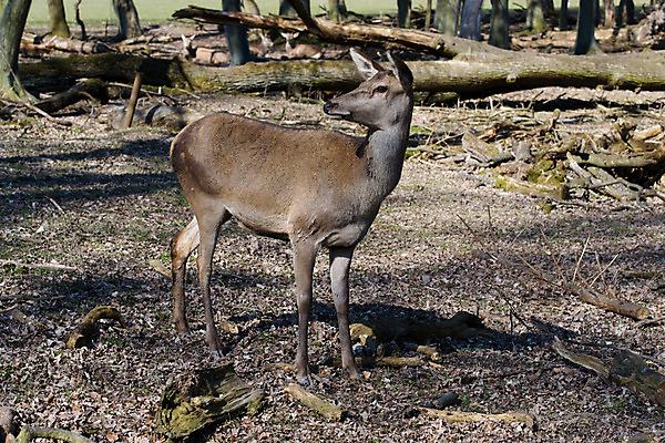 포토 JPG 주간 나무 식물 동물 한마리 해외풍경 해외 유럽 외국문화 포유류 사슴 독일 동물원 사람없음 야외 가로 관광지 세계 숲 비스바덴 자연동물원 파사네리 국내포토 자연요소 1 나라 문화 여행 풍경 파일형식
