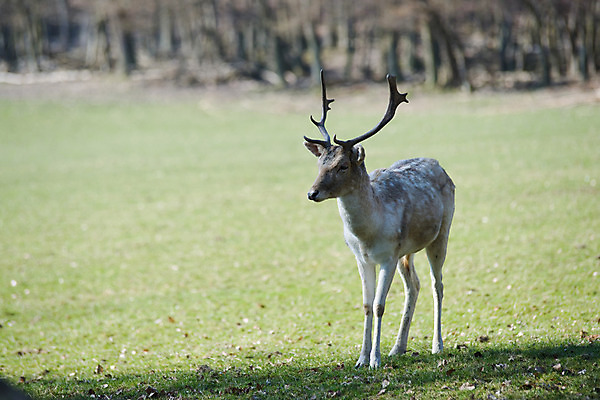포토 JPG 주간 동물 한마리 해외풍경 해외 유럽 외국문화 포유류 사슴 뿔 독일 동물원 잔디 초원 사람없음 야외 가로 관광지 세계 비스바덴 자연동물원 파사네리 국내포토 자연요소 식물 1 나라 문화 여행 풍경 파일형식