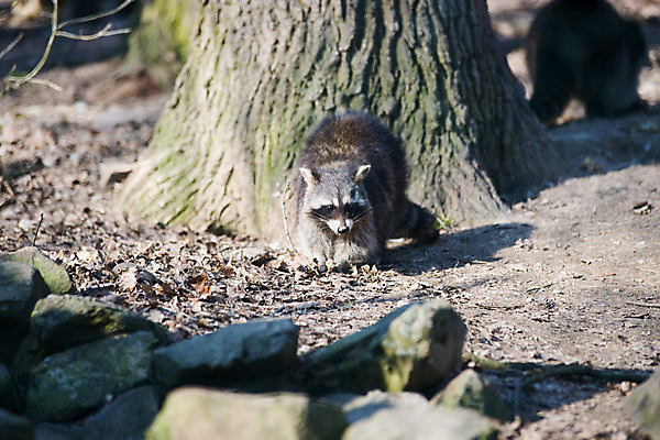 포토 JPG 주간 나무 식물 동물 한마리 해외풍경 해외 유럽 외국문화 포유류 독일 동물원 사람없음 야외 가로 관광지 세계 돌_바위 너구리 비스바덴 자연동물원 파사네리 국내포토 자연요소 1 나라 문화 여행 풍경 파일형식
