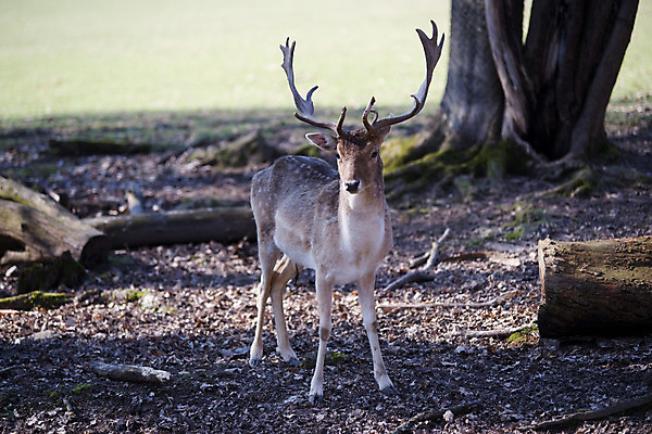포토 JPG 주간 나무 식물 동물 한마리 해외풍경 해외 유럽 외국문화 사슴 뿔 독일 동물원 사람없음 야외 가로 관광지 세계 숲 비스바덴 자연동물원 파사네리 국내포토 자연요소 1 나라 문화 여행 포유류 풍경 파일형식