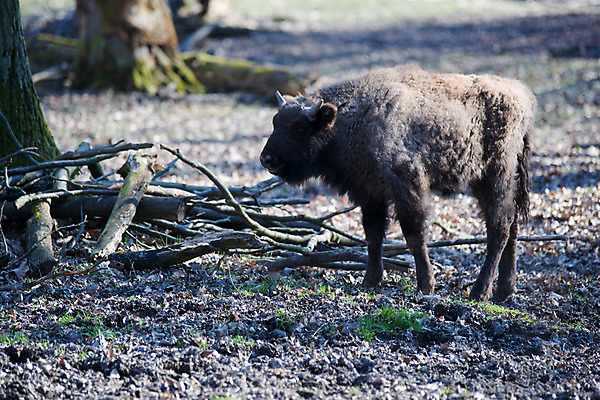 포토 JPG 주간 나무 식물 동물 한마리 해외풍경 해외 유럽 외국문화 독일 동물원 사람없음 야외 가로 관광지 세계 나뭇가지 숲 버팔로 비스바덴 자연동물원 파사네리 국내포토 자연요소 1 나라 문화 여행 풍경 소 파일형식