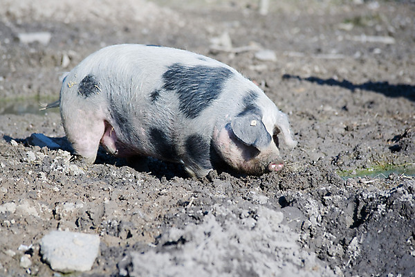 포토 JPG 주간 동물 한마리 해외풍경 해외 유럽 외국문화 독일 사람없음 야외 가로 관광지 세계 돼지 진흙 비스바덴 자연동물원 파사네리 국내포토 자연요소 1 나라 문화 여행 포유류 풍경 파일형식