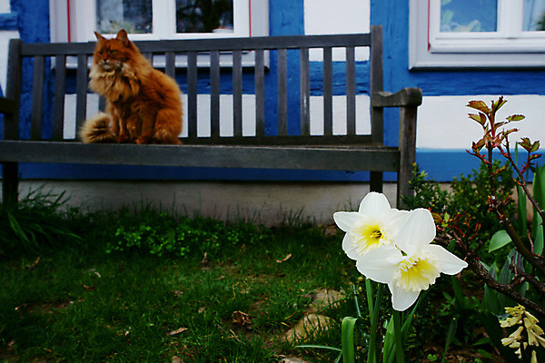 포토 JPG 주간 동물 해외풍경 해외 꽃 유럽 외국문화 벤치 의자 주택 독일 풍경 사람없음 야외 건물 가로 관광지 세계 고양이 흰색 수선화 동물라이프 반려 국내포토 자연요소 식물 라이프스타일 건축물 나라 문화 컬러 여행 가구 포유류 반려동물 파일형식