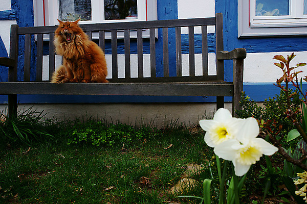 포토 JPG 주간 동물 해외풍경 해외 건축물 건축 꽃 유럽 외국문화 벤치 의자 주택 독일 풍경 사람없음 야외 건물 가로 관광지 세계 고양이 흰색 하품 수선화 동물라이프 반려 국내포토 자연요소 식물 라이프스타일 나라 문화 컬러 여행 가구 포유류 반려동물 생리현상 파일형식