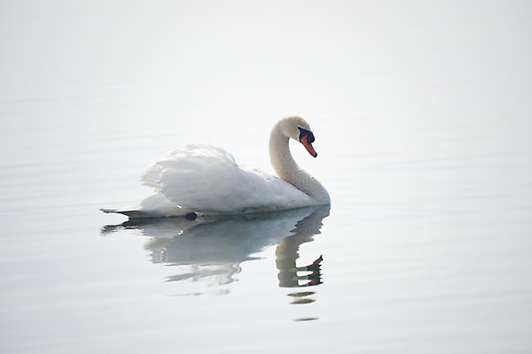 포토 JPG 주간 동물 한마리 해외풍경 해외 유럽 외국문화 조류 독일 풍경 사람없음 야외 가로 관광지 강 세계 수면 백조 국내포토 자연요소 1 나라 문화 여행 물 파일형식