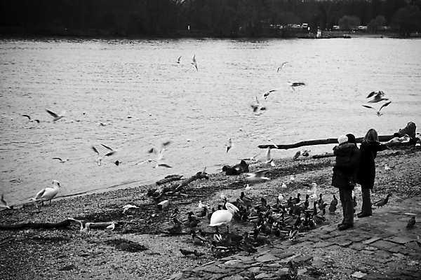 포토 JPG 주간 해외풍경 해외 유럽 외국문화 조류 독일 흑백 사람 풍경 야외 가로 관광지 강 세계 도시 강가 비브리히 국내포토 자연요소 동물 나라 문화 여행 촬영기법 파일형식