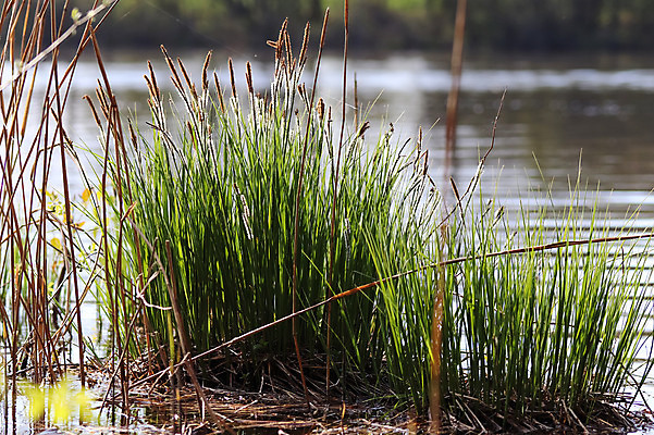 포토 JPG 해외이미지 나무 식물 구름 공원 호수 파도 바다 여행 백그라운드 곡선 자연 하늘 파노라마 풍경 초원 사람없음 야외 초록색 물 여름 파란색 빛 강 햇빛 태양 반사 일출 환경 고요 황혼 일몰 봄 흐름 농촌 시골 야간 숲 잔물결 수평선 플로리다 해외202008 해외포토 자연요소 계절 공공시설 물결 선 컬러 컨셉 촬영기법 노을 미국 생태계 파일형식