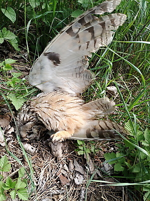 포토 JPG 해외이미지 동물 디자인 유럽 야생동물 자연 조류 휴가 친절 산 핀란드 사람없음 가로 세트 노란색 환경 가을 죽음 잠 둥지 야간 숲 깃털 시력 사냥 부리 슛 육식동물 부엉이 사냥꾼 해외202008 해외포토 자연요소 직업 계절 나라 컬러 북유럽 생태계 파일형식