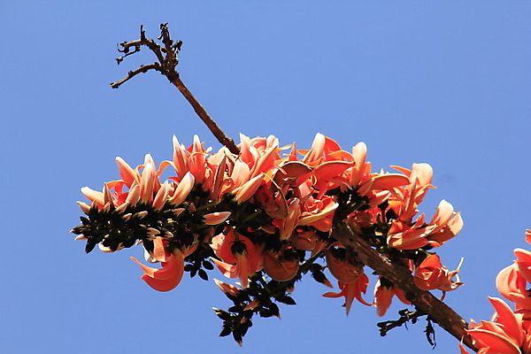 포토 JPG 해외이미지 모양 나무 식물 꽃잎 꽃 백그라운드 낙엽 잎 곡선 오렌지 태국 자연 하늘 불꽃 건조 종류 3 사람없음 야외 빨간색 파란색 환경 정원 나뭇가지 숲 인도인 앵무새 해외202008 해외포토 외국인 아시아 선 컬러 과일 조류 불 동양인 생태계 파일형식